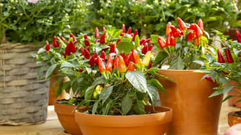 Jak pěstovat chilli papričky v květináči i na zahradě? A který druh si vybrat?