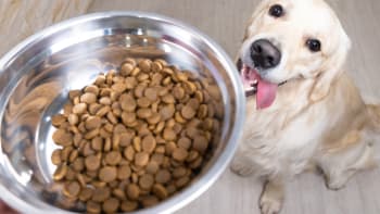 5 mýtů o krmení psů: Jak je to se syrovým masem, kostmi i trávou?