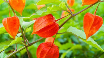 Mochyně židovská třešeň: Známé oranžové lampionky na zahradě nepřehlédnete