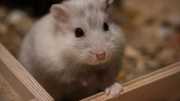 Nejlepší zvířata pro děti jsou obří šneci i malé myši