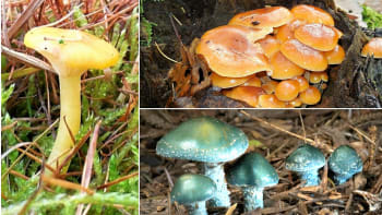 Rostou! Pomrazky, překvapivě dobré a barevné houby vánočního lesa