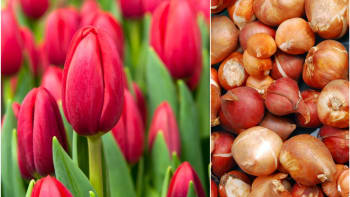 Tulipánům či mečíkům běžně říkáme cibuloviny, ale není to přesné. Návod, jak se v nich vyznat