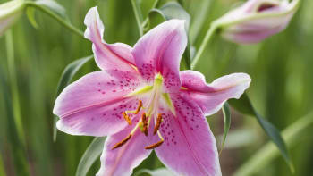 Lilie jsou ušlechtilé zahradní rostliny mnoha tváří. Jak lilie pěstovat?