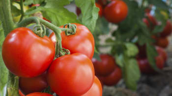 Pěstování rajčat z plátku