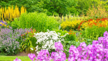Barevná krása podzimní zahrady: K tradičním chryzantémám přidejte i rozchodníkovce či zápleváky