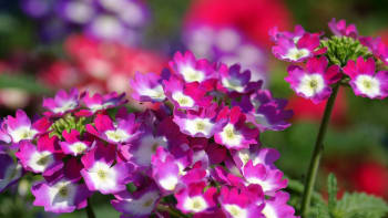 Verbena, známá balkonová květina, se snadno pěstuje a má i několik zajímavých příbuzných