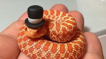 Hadi v kloboučku