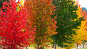 Nejkrásnější podzimní strom je ambroň západní. Její listy se zbarví i do růžova a fialova