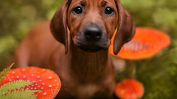 Skrytá nebezpečí pro psy: Pozor na houby, kaštany či nemrznoucí směs