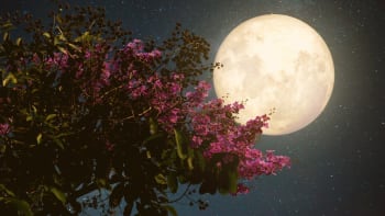 Květinový horoskop: Duben až červen, co o lidech narozených na jaře říkají květiny?