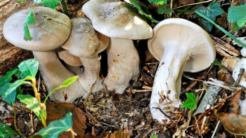 Strmělky mlženka a anýzka jsou výtečné podzimní houby. Jedna je skvělá v octě, druhá v čokoládě