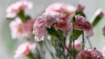 Jak namnožit karafiáty z kupované kytice: Vypěstujte si květy jako z květinářství