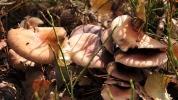 Kde teď nejvíc rostou houby? Prozradí šéf mykologické společnosti
