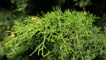 Jalovec čínský / Juniperus chinensis