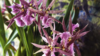 Orchideje, exotické krásky: Vyberte si podle podmínek svého bytu