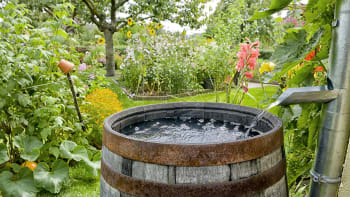 Jak ušetřit za vodu na zahradě díky dešťovce: Naučte se ji konečně využít do poslední kapky