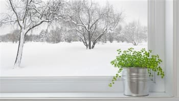 Zimní pěstování bylin a koření doma za oknem: Zkuste bazalku, mátu či tymián