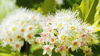 Tavola kalinolistá je nenáročný keř s krásnými květy i plody