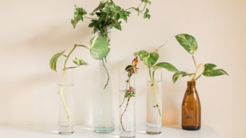 Jak pěstovat pokojové rostliny ve vodě? Má to mnoho výhod