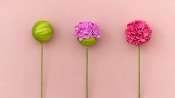 Naučte se vytvářet květy hortenzie z pěnové hmoty. Znáte foamiran?