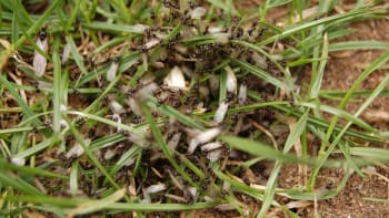 Jak žít s mravenci v zahradě