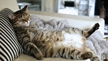Jak poznáte, že je vaše kočka tlustá? Co můžete udělat, aby zhubla