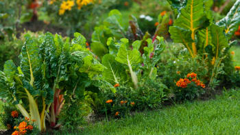 Vysázejte do záhonů se zeleninou květiny a bylinky, které fungují jako rostlinolékaři