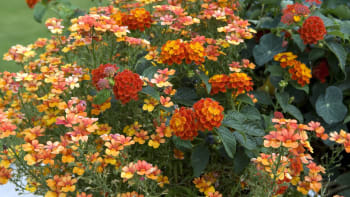 Balkonové květiny v zářivých barvách slunce: Pěstujte krásnoočka, afrikány i slunečnice