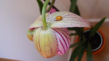 Péče o orchideje 