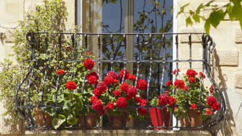 Balkonové květiny, které milují letní vedro a přežijí vysoké teploty! Znáte je?