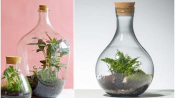 Zahrádka ve sklenici: Do florária vysaďte rostliny, které pomalu rostou