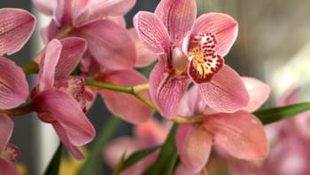 Proč někomu kvetou orchideje a někomu ne? Poradíme, co udělat, aby kvetly
