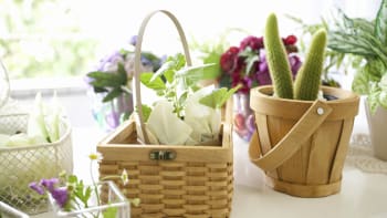 NÁVOD: Jak připravit pokojové květiny a rostliny na jaro, aby vydržely krásné po celý rok