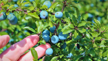 Modročerné trnky jsou  plné vitaminu C. Kdy až svíravě kyselé plody sbírat a jak je zpracovat