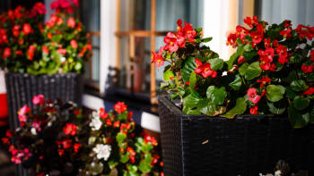 Balkon orientovaný na sever: Chladivý stín oceníte nejen v létě a dařit se tu bude i těmto květinám