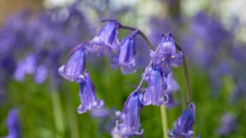 Hyacintovec je národní květinou Anglie. Snadno se množí a jeho cibulky nechutnají hlodavcům