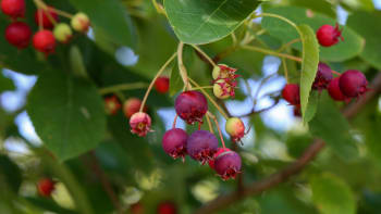 Muchovník plodí výtečné ovoce, zvané indiánská borůvka. Vysaďte ho do živého plotu