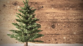 V jaké barvě se ponesou letošní vánoční stromky? Odpověď vás možná překvapí