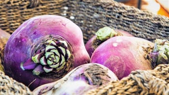 TUŘÍN:  Jak vypěstovat nenáročnou zeleninu a udělat bramboráky