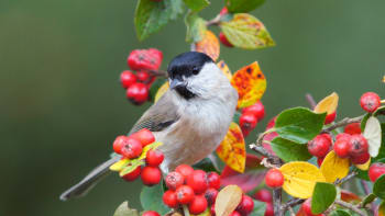 Okrasné keře s plody, které ptactvo miluje: Na podzim vysazujte ptačí zob, dřín, hloh, kalinu a další