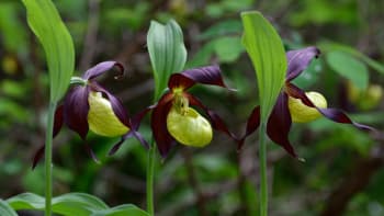 Jaké orchideje najdete v české přírodě? Krásně kvetou a jsou chráněné