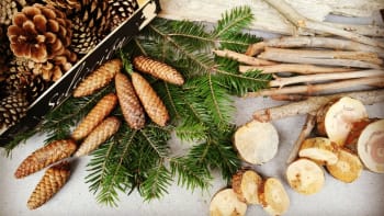Připravte se na Vánoce: Vydejte se do lesa pro materiál na vánoční tvoření
