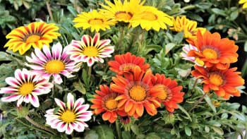 Zářivé květy gazánie rozsvítí zahradu i balkon. Teď je správný čas na výsev krásné letničky
