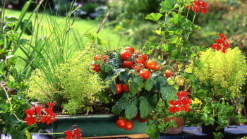 Zahrádku na balkoně zvládnou i úplní začátečníci: Pěstujte květiny, bylinky a zeleninu