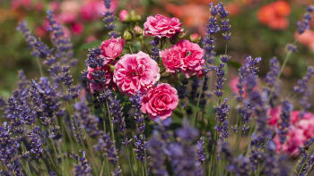 Královny růže a jejich doprovod: Modrofialové květy levandule, svlačce i šalvěje krásně doplní růžový záhon
