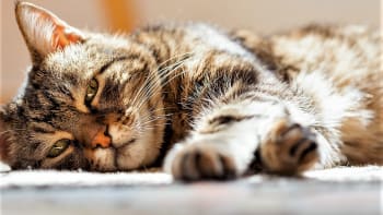 Co můžeme udělat pro svou stárnoucí kočku, aby důchod prožila v pohodě a fit