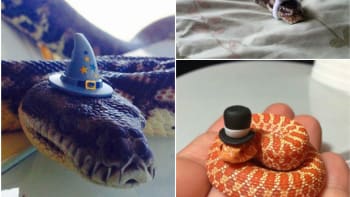 Bojíte se hadů? Nasaďte jim klobouček!