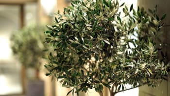 Olivovník je posvátný strom, symbol plodnosti a blahobytu. Můžete ho pěstovat i v Česku