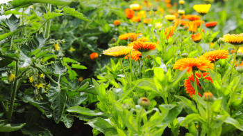 Vysaďte zeleninu a květiny na jeden záhon: Vaše zahrada bude krásnější a zelenina chráněná před škůdci