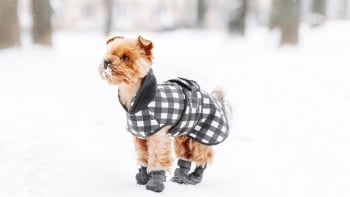 Jak vybrat obleček pro psy? Připravte je na mrazy a nezapomeňte na tlapky!